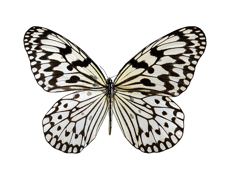 蝴蝶,全身独立,翅膀,动物的鳞,精工制品,水平画幅,无人,优美,轻的,动物身体部位
