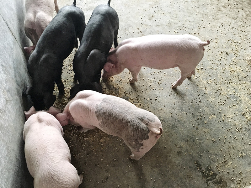 小猪,猪,室内,农场,猪舍,水平画幅,谷仓,无人,动物习性,特写