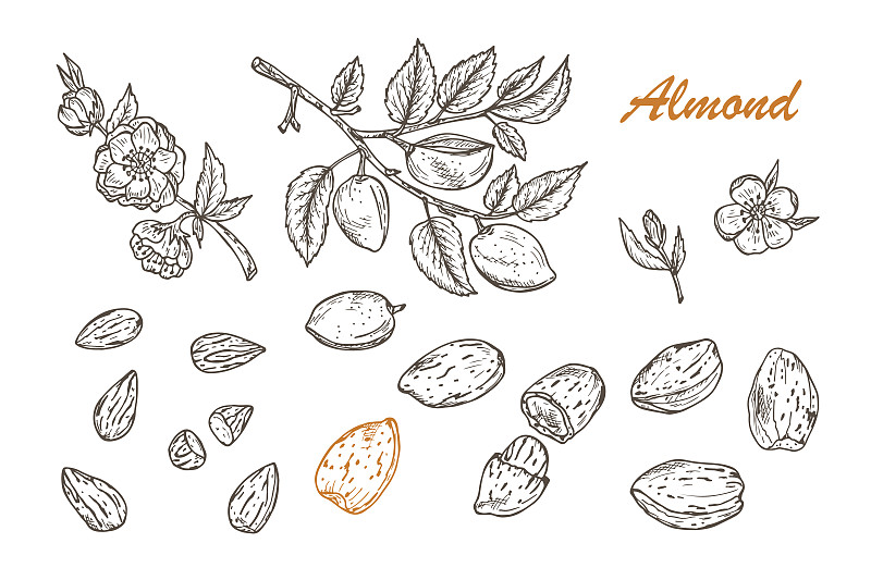 杏树类,绘画插图,坚果,枝,叶子,水果,矢量,花朵,布置,绘制