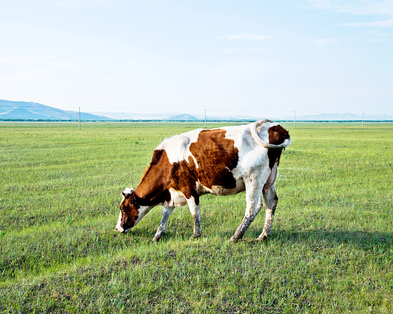 母牛,草地,乳牛,弗里斯兰奶牛,大农场,家牛,乳牛场,夏天,草,哺乳纲