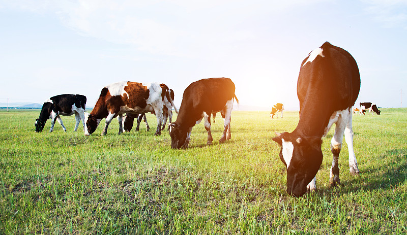 母牛,田地,绿色,小母牛,乳牛,食草,牧场,家牛,弗里斯兰奶牛,荷兰