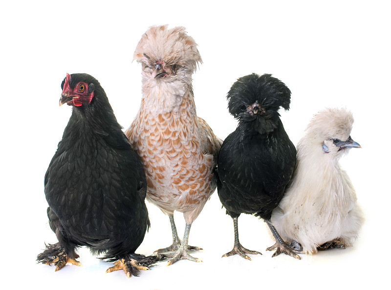 动物群,鸡,乌鸡,矮脚鸡,母鸡,公鸡,褐色,水平画幅,无人,家禽