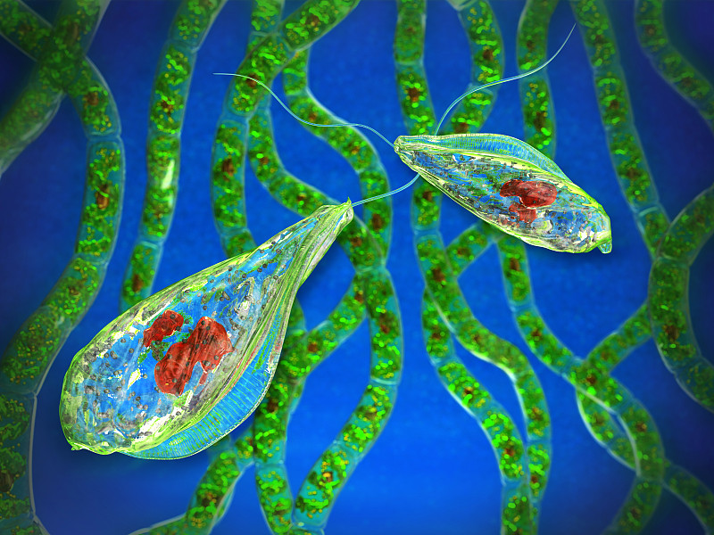 原生动物,藻类,蓝色背景,单细胞生物,微生物,鞭毛,浮游植物,薄肌眼虫,赤潮,细胞核