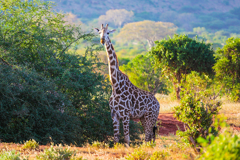 长颈鹿,肯尼亚,东,公园,网状长颈鹿,野生动物保护区,野外动物,横越,美,褐色