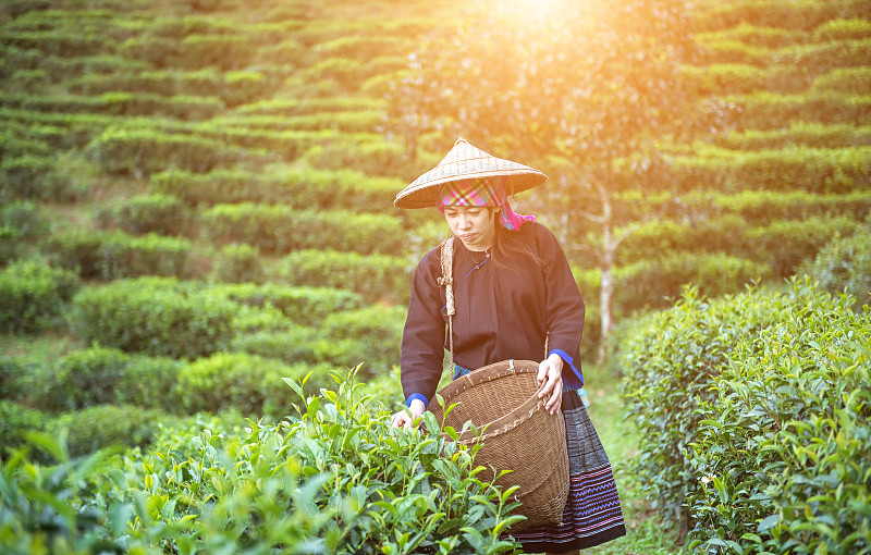 茶树,女人,亚洲,茶叶,大吉岭,马来西亚,种植园,慕那尔,水平画幅,山