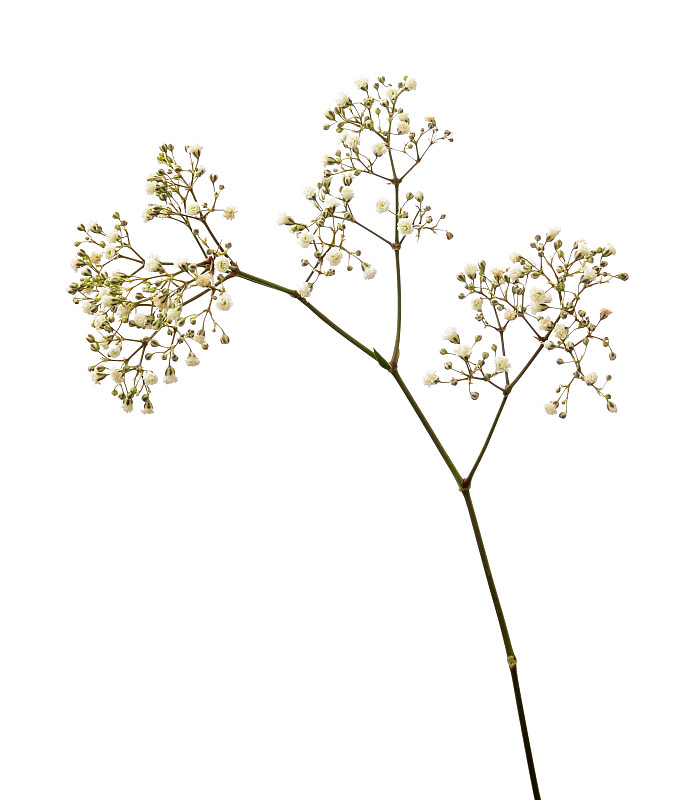 水香花菜,小的,白色,布里斯托尔湾,嫩枝,枝,花朵,一个物体,花束,白色背景