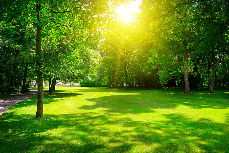 公园,黎明,夏天,自然美,自然公园,林间空地,景观设计,草,草坪,阳光光束