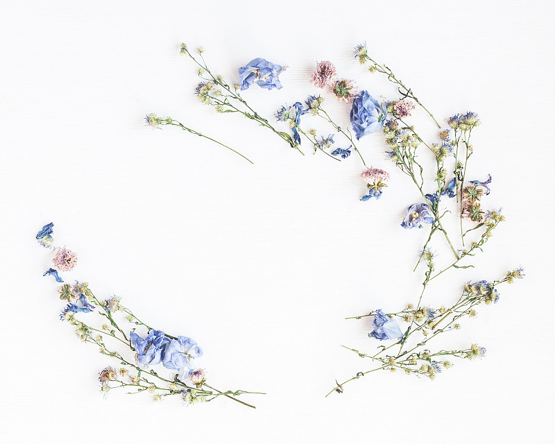 白色背景,干的,边框,野花,爱沙尼亚,甘菊,雏菊,野生植物,母亲节,花纹