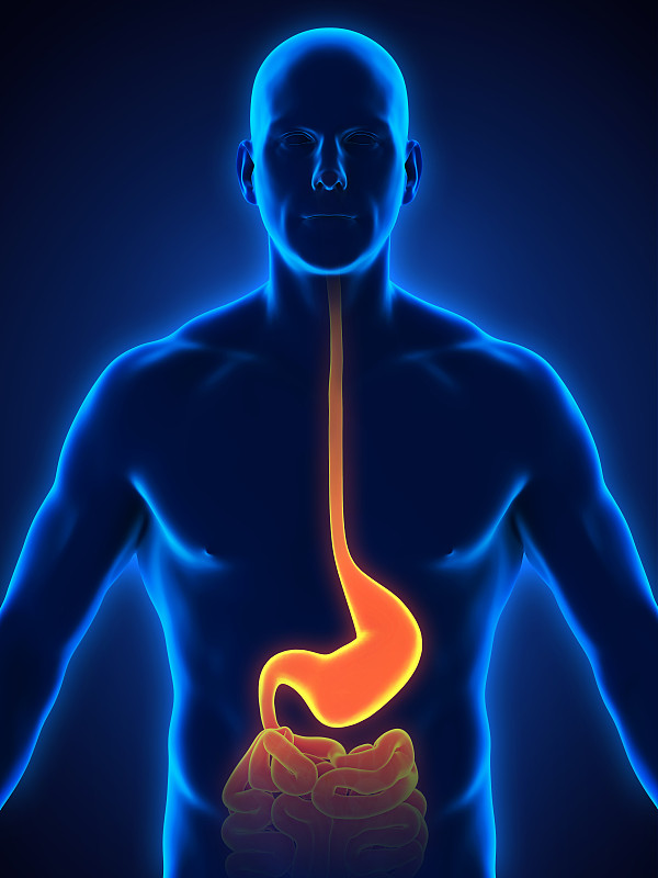胃,人,空肠,胃食管反流病,胃酸,回肠,胃溃疡,人类消化系统,腹部
