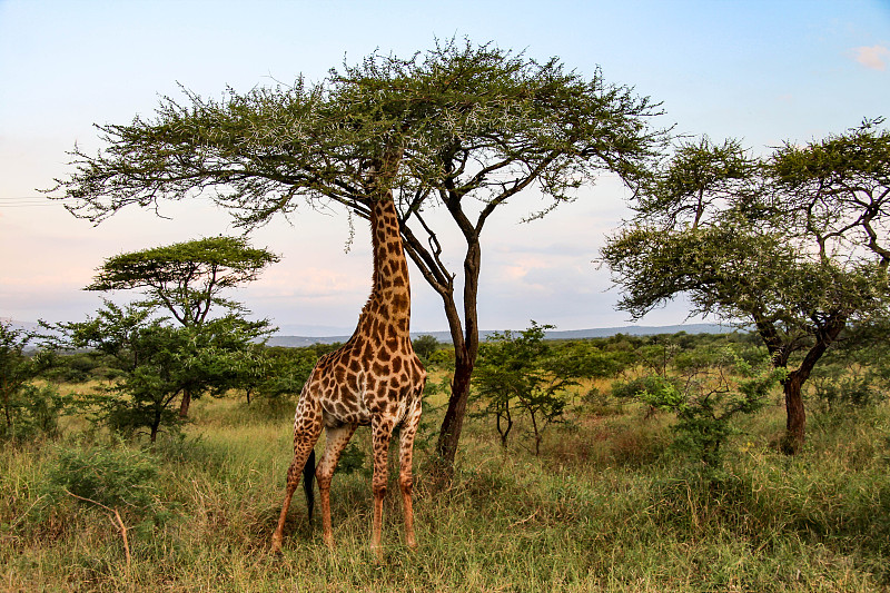 长颈鹿,南非,马赛人,灌木,野外动物,南,原野,动物群,美,水平画幅