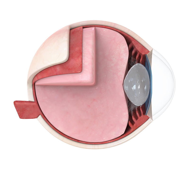 人的眼睛,分离着色,玻璃体液,脉络膜,视网膜动脉,巩膜,球结膜,角膜,视网膜