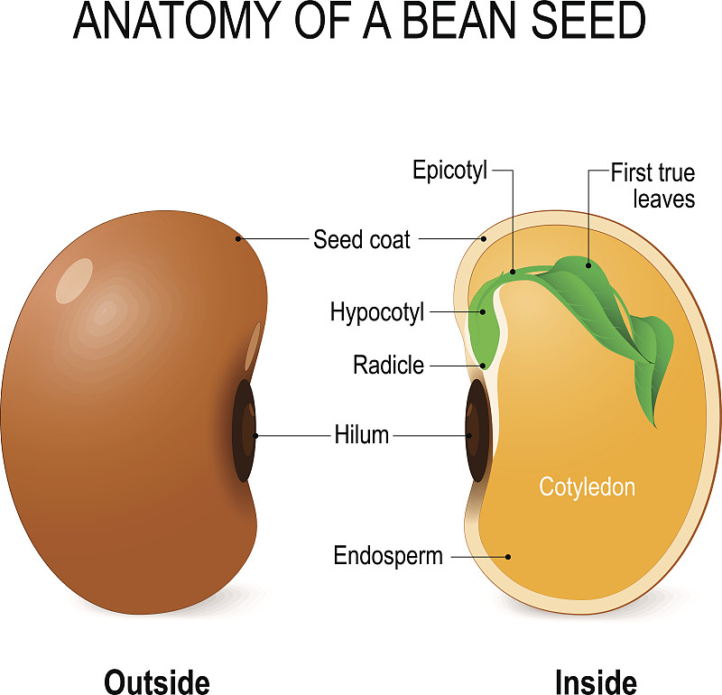 豆,种子,生理学,子叶,胚乳,豆茎,大豆,叶表皮,青豆,农业