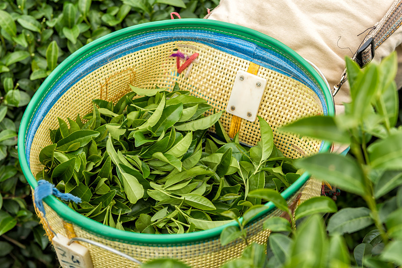 叶子,绿茶,茶树油,茶叶,种植园,红茶,美,留白,茶树,水平画幅