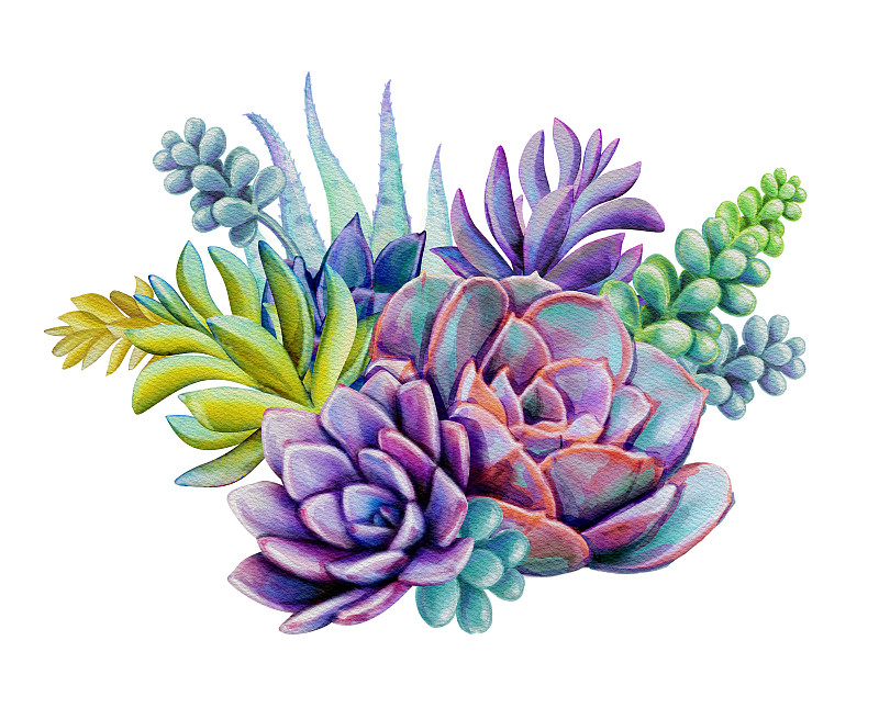 绘画插图,花束,白色背景,分离着色,多肉植物,水彩画,多汁的,肉质植物,多年生植物,波西米亚