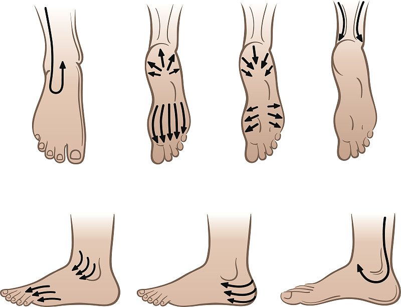 足,线条,男人,跖骨,趾骨,跗骨,男性形象,踝,生物医学插图,褐色