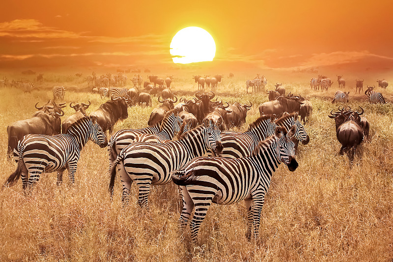 坦桑尼亚,非洲,斑马,萨凡纳港市,南美大草原,格拉斯谷,野生动物,野外动物,肯尼亚,动物