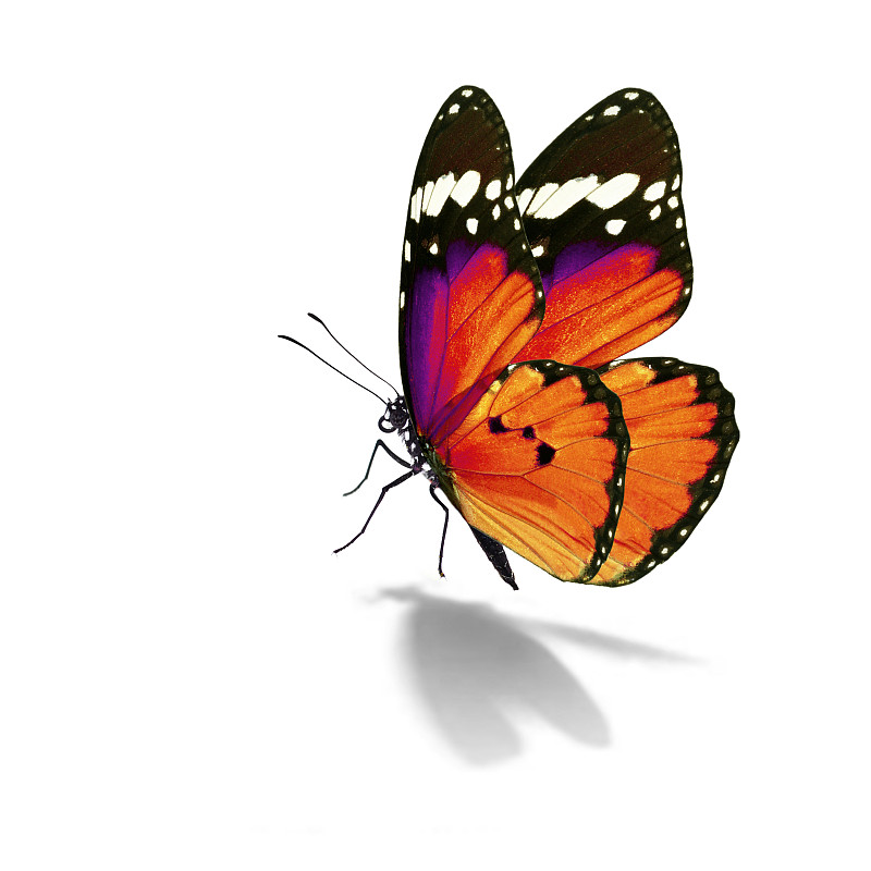 蝴蝶,黑脉金斑蝶,橙色,动物迁徙,美,动物身体部位,夏天,泰国,自由,开着的