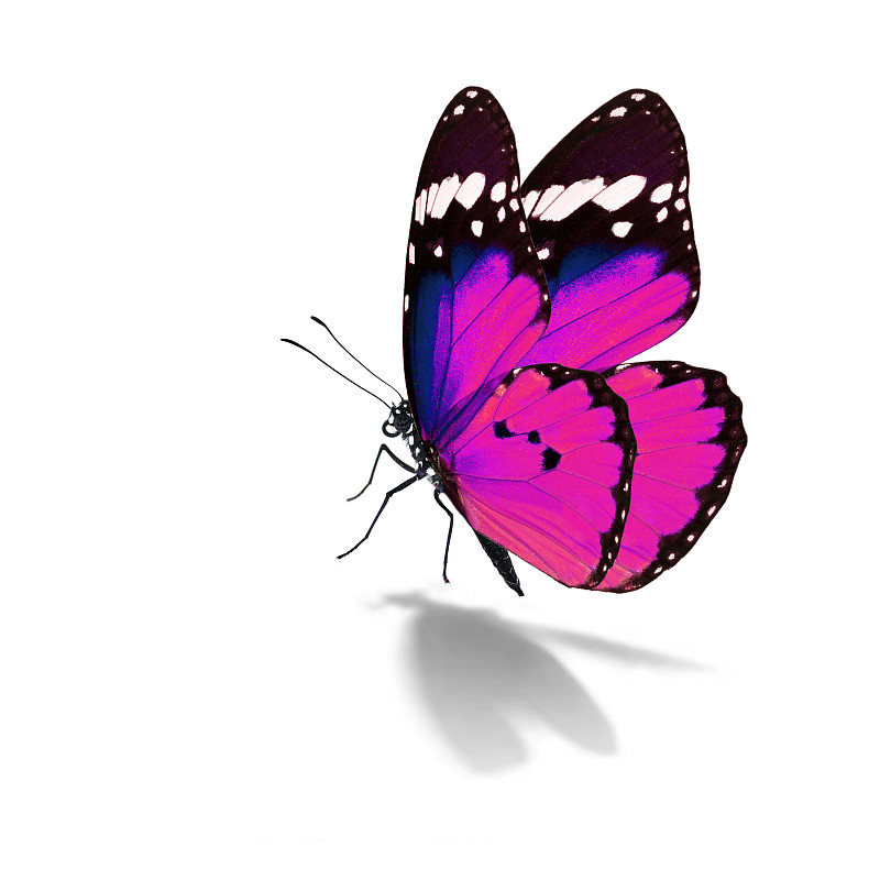 蝴蝶,黑脉金斑蝶,粉色,马利筋,,动物迁徙,脆弱,翅膀,宏伟,分离着色,动物身体部位