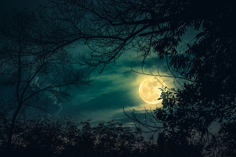 天空,夜晚,枝,超级月亮,秘密,暗色,满月,剪影,树