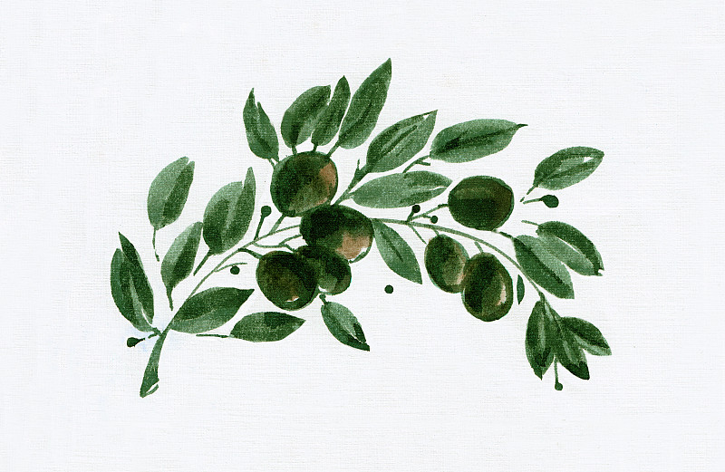 橄榄枝,绘画插图,白色,背景,水彩画,以色列,地中海美食,胆固醇,东,农作物