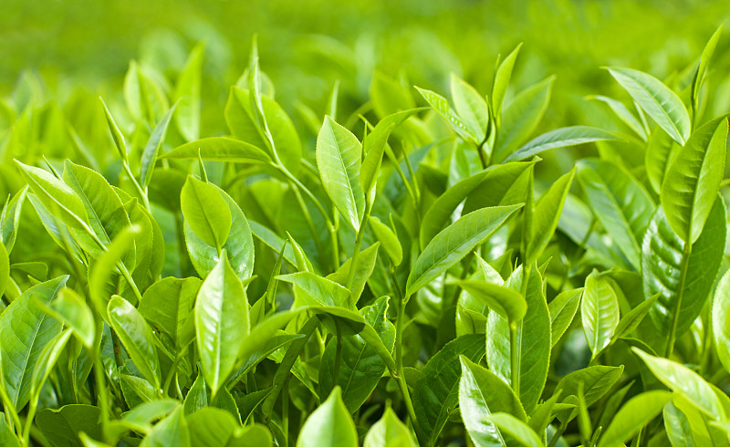 清新,叶子,绿茶,茶树油,慕那尔,拉茶,喀拉拉邦,茶树,水平画幅,枝繁叶茂