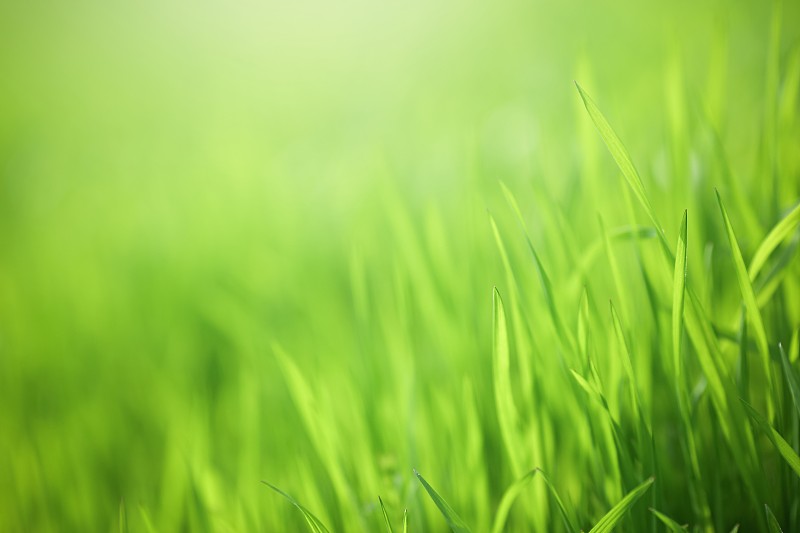 绿色,自然,草,环境保护,枝繁叶茂,草坪,庭院,草地,草皮,园艺