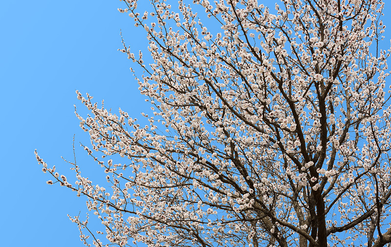 杏花,杏树,自然,天空,留白,水平画幅,无人,蓝色,嫩枝,自然美