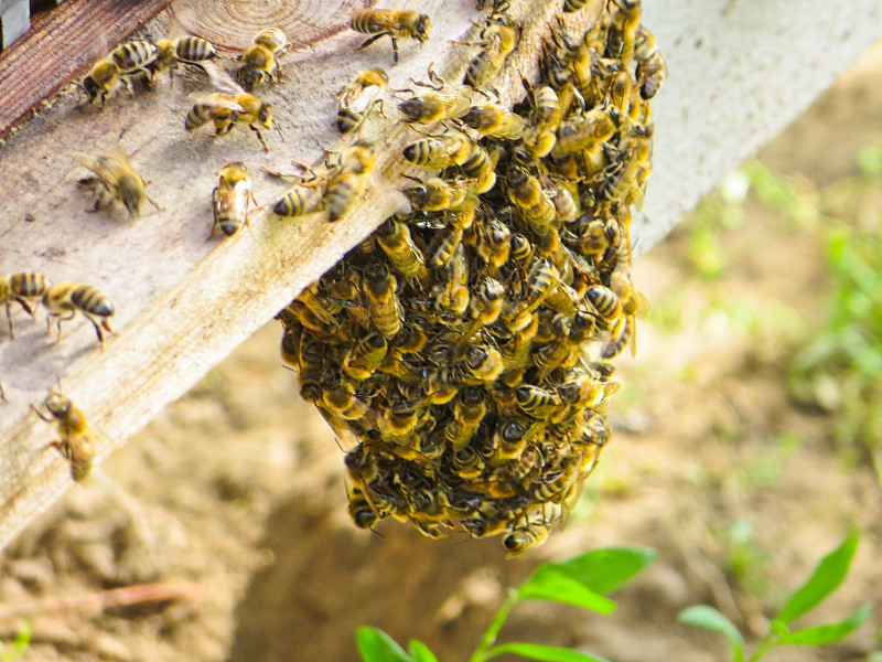 蜂箱,悬挂的,蜜蜂,热带气候,beekeeper,养蜂,彼得罗,蜜汁火腿,昆虫群,蜂蜡