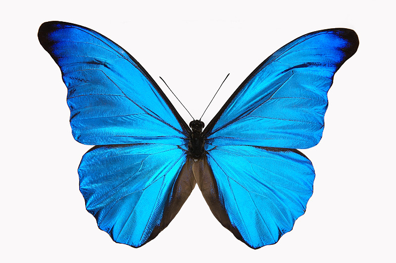 蝴蝶,蓝色,闪光蝶,标本架,秘鲁,水平画幅,无人,填塞料,翎毛,材料
