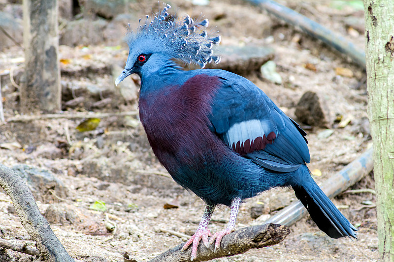 维多利亚王冠鸽,蓝知更鸟,热带鸟,濒危物种,美,水平画幅,无人,蓝色,鸟类,维多利亚