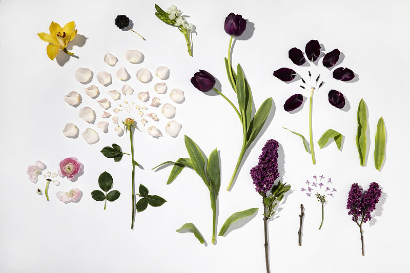 白色背景,花瓣,花束,玫瑰,百合花,花头,茶,植物学,在上面,草药