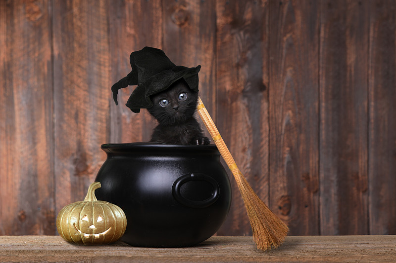 女巫,大锅炉,小猫,可爱的,帽子,扫帚,巫婆帽,猫,黑色