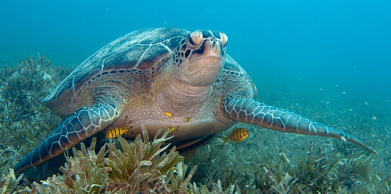 海龟,巨大的,,铁球棒龟,呼吸装置,硬珊瑚,咸水鳗,水中呼吸器,热带气候,呼吸管,绿蠵龟
