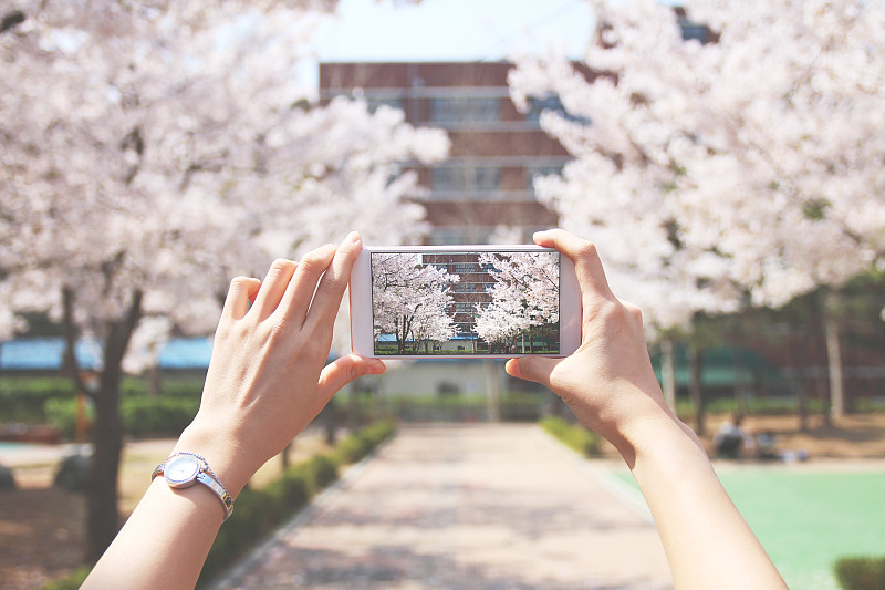 樱桃树,人,路,相机,家用摄像机,摄影师,韩国,花园路,手机