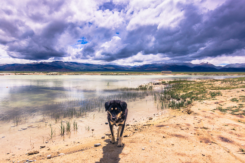 八月,狗,14岁到15岁,2014年,青藏高原,高原,高处,导游,喜马拉雅山脉,偏远的
