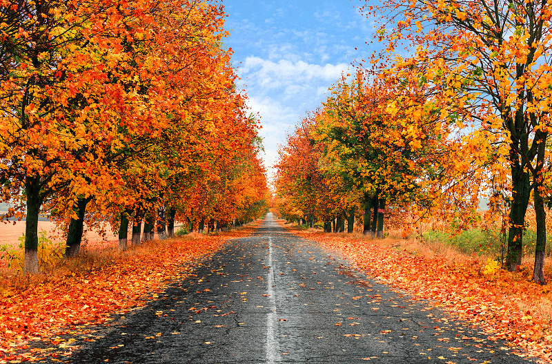 秋天,湿,多色的,乡村路,中长距离,红杉,路,沥青,雨,橙色
