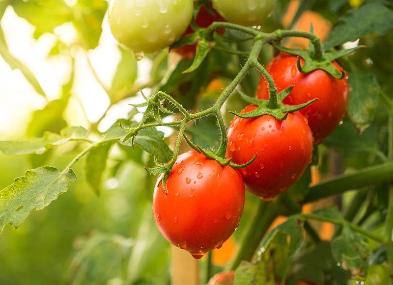 西红柿,日光,水,水果,水滴,温室,田地,农业,栽培植物,水平画幅