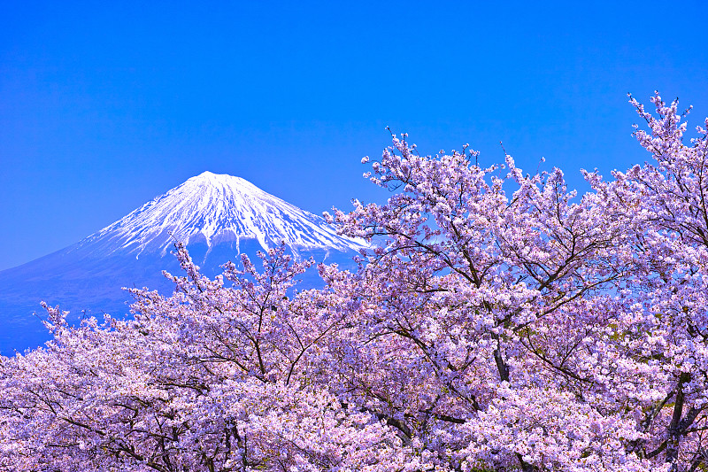 富士山,樱桃树,摄像机拍摄角度,山,充满的,富士市,静冈县,樱花,盛开