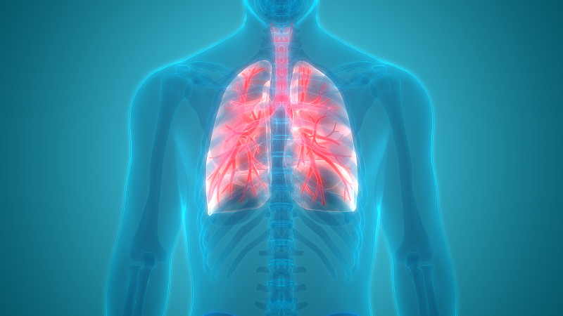 人类肺脏,生理学,视角,在之后,气管,喉,支气管,生物医学插图