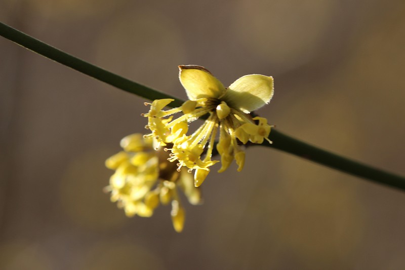 日本金缕梅,北美金缕梅,开花的,水平画幅,无人,色彩鲜艳,户外,春天,植物