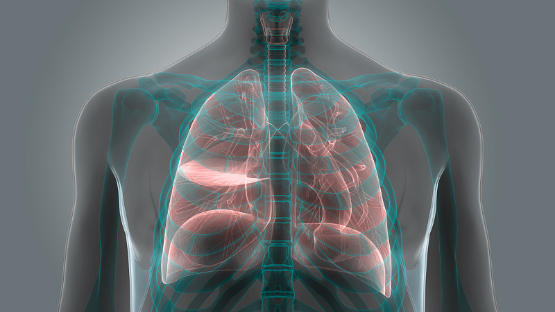 人类肺脏,生理学,喉,气管,支气管,呼吸运动,生物医学插图