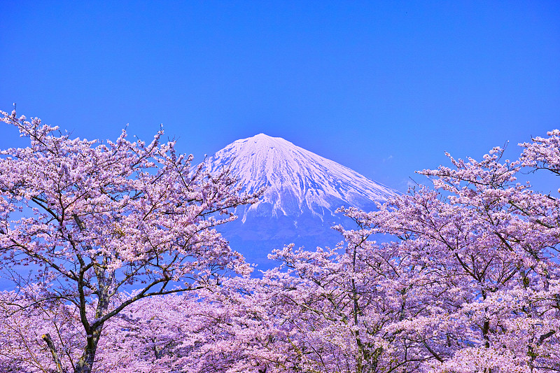 富士宫,富士山,樱桃树,摄像机拍摄角度,静冈县,雪山,樱花,自然,水平画幅,雪