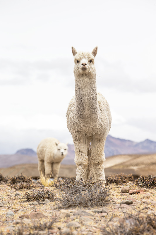 美洲驼羊,羊驼,科尔卡峡谷,安地斯山脉,阿尔蒂普拉诺山脉,秘鲁,羊毛,印加人文明,玻利维亚,垂直画幅