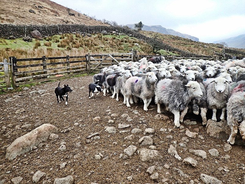 英国健壮绵羊,羊群,英格兰湖区,牧羊犬,羊毛羊,艾斯克带尔,坎布里亚,绵羊,国家公园,水平画幅