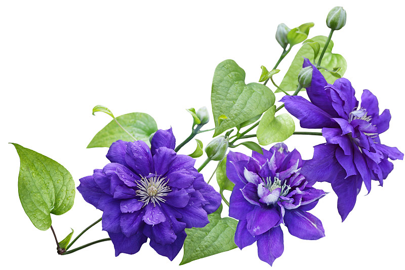 铁线莲,紫色,美,水平画幅,园艺,优美,巨大的,湿,夏天,户外