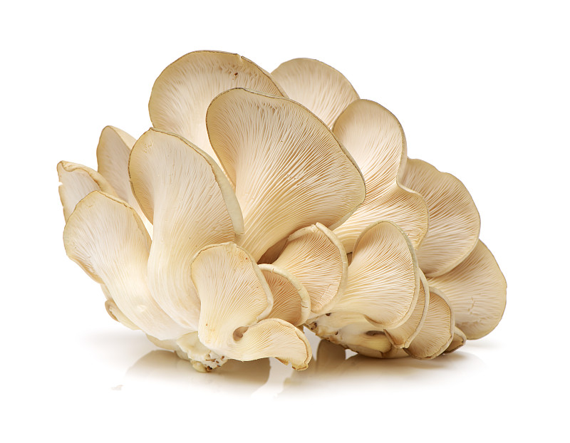 蚝蘑,白色背景,菌腮,在底端,饮食,水平画幅,无人,生食,脆弱,食用菌