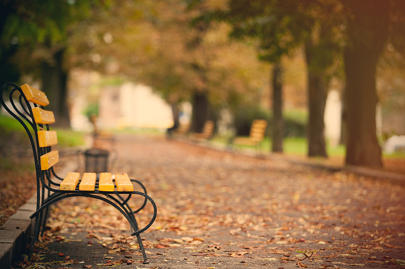 长椅,弗罗克劳,秋天,非凡的,充满的,自然美,公园长椅,干的,波兰,垃圾
