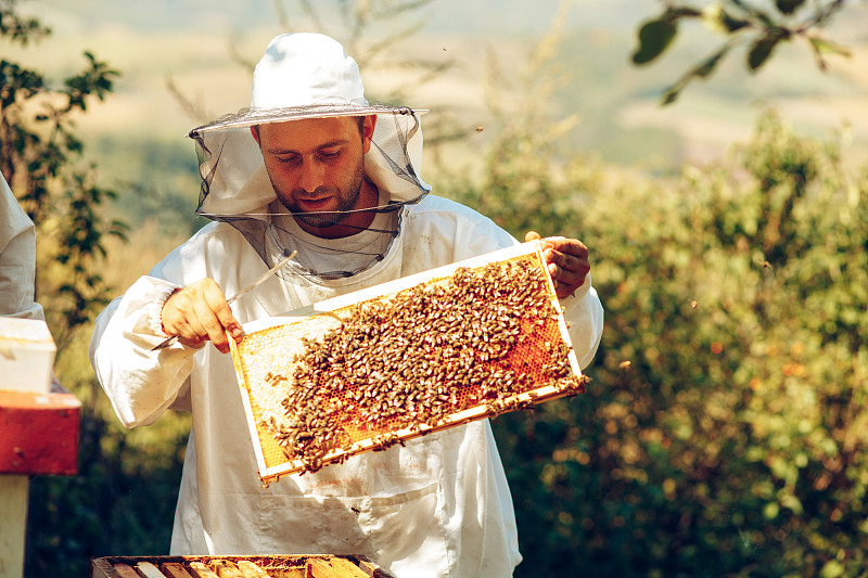 beekeeper,蜂蜜,蜜蜂,蜂窝,强迫性的,养蜂,蜂箱,蜂蜡,选择对焦,水平画幅