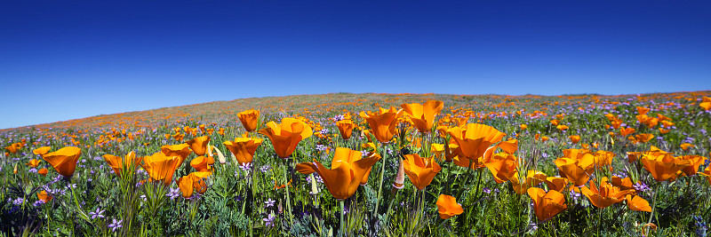 野生植物,野生动物保护区,羚羊谷,兰开斯特,野花,加利福尼亚,田地,橙色,沙漠,春天