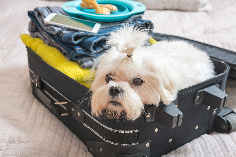 手提箱,狗,宠物包,马尔他犬,宠物,毛绒绒,旅途,行李,小狗,波兰